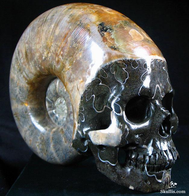 RARE Amazing Rainbows Biggest 6.8" Ammonite Fossil Carved Crystal Skull, Super Realistic 5.2LB, JUST FOR Zeltarah RARE Amazing Rainbows Biggest 6.8" Ammonite Fossil Carved Crystal Skull, Super Realistic 5.2LB, JUST FOR Zeltarah