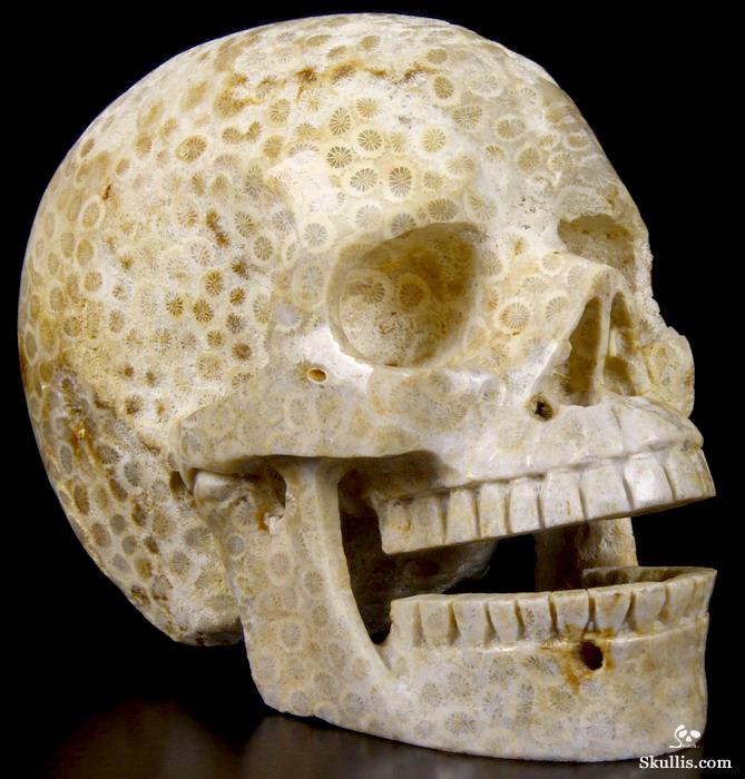 HUGE 5.1 Coral Fossil Carved Crystal Singing Skull HUGE 5.1 Coral Fossil Carved Crystal Singing Skull