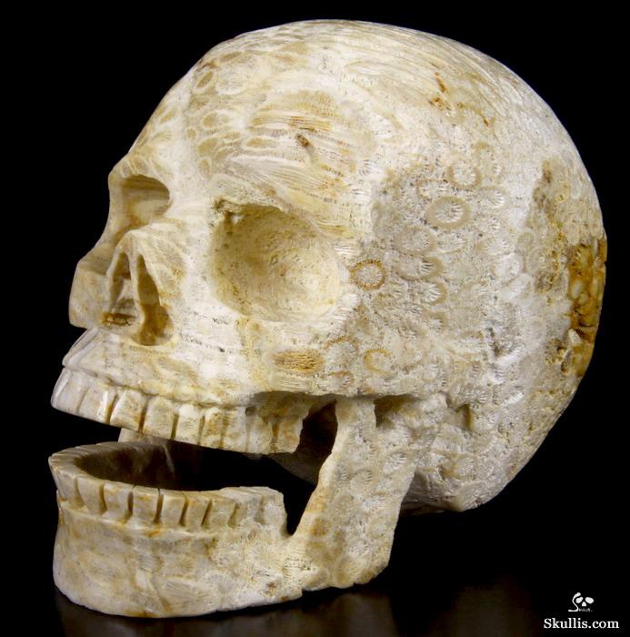 HUGE 5.1 Coral Fossil Carved Crystal Singing Skull HUGE 5.1 Coral Fossil Carved Crystal Singing Skull