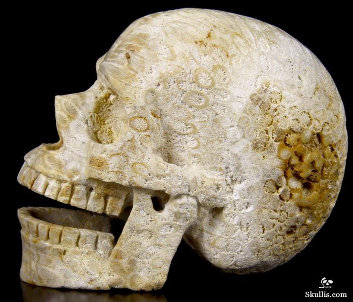 HUGE 5.1 Coral Fossil Carved Crystal Singing Skull HUGE 5.1 Coral Fossil Carved Crystal Singing Skull