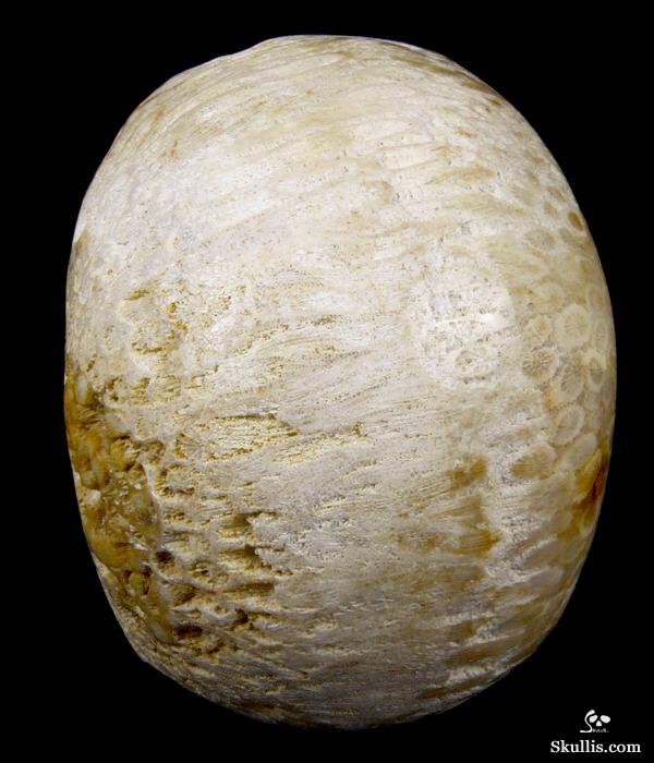 HUGE 5.1 Coral Fossil Carved Crystal Singing Skull HUGE 5.1 Coral Fossil Carved Crystal Singing Skull