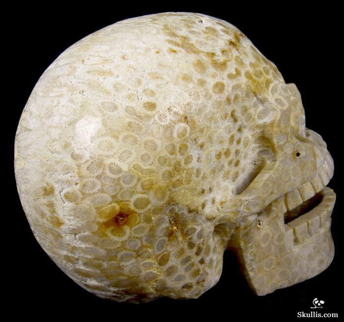 HUGE 5.1 Coral Fossil Carved Crystal Singing Skull HUGE 5.1 Coral Fossil Carved Crystal Singing Skull