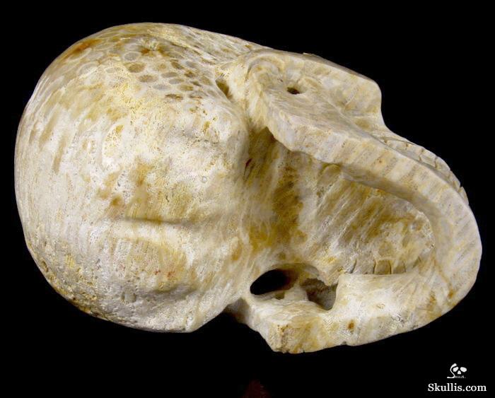 HUGE 5.1 Coral Fossil Carved Crystal Singing Skull HUGE 5.1 Coral Fossil Carved Crystal Singing Skull