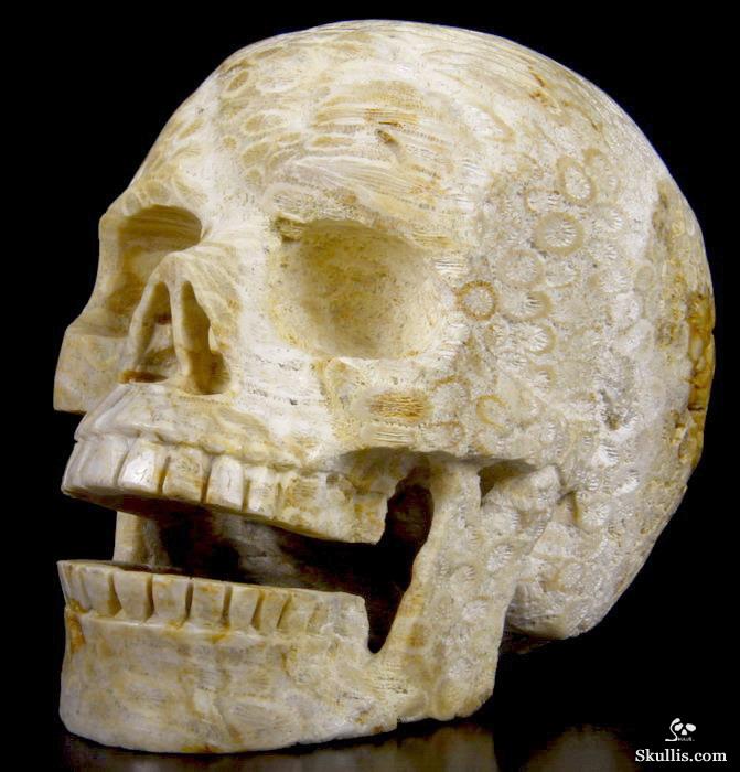 HUGE 5.1 Coral Fossil Carved Crystal Singing Skull HUGE 5.1 Coral Fossil Carved Crystal Singing Skull