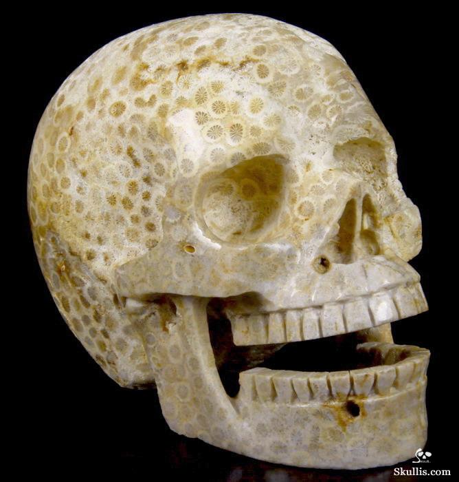HUGE 5.1 Coral Fossil Carved Crystal Singing Skull HUGE 5.1 Coral Fossil Carved Crystal Singing Skull