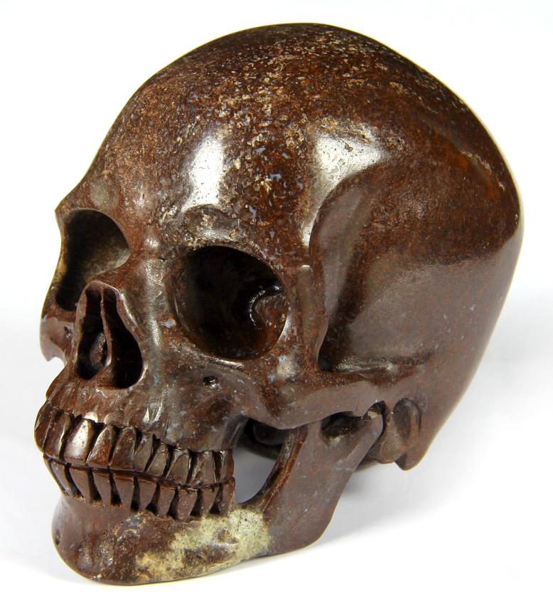 dinosaur fossil skull