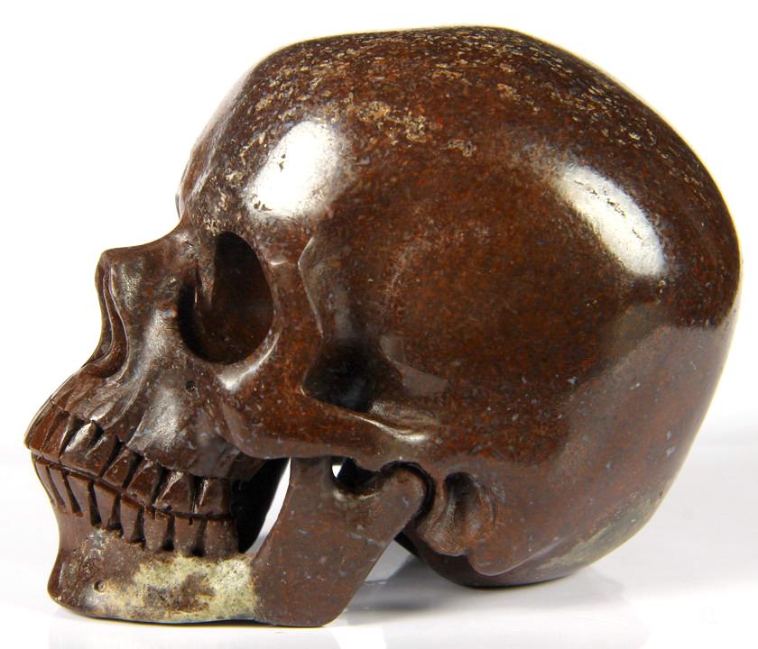 dinosaur fossil skull for sale