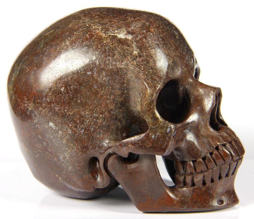 dinosaur fossil skull