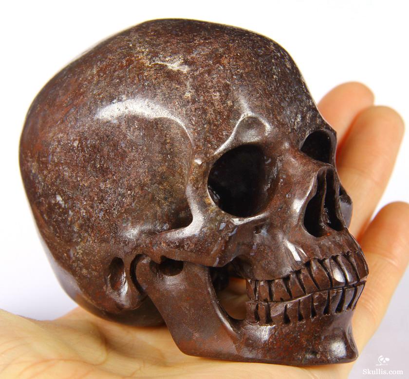 dinosaur fossil skull