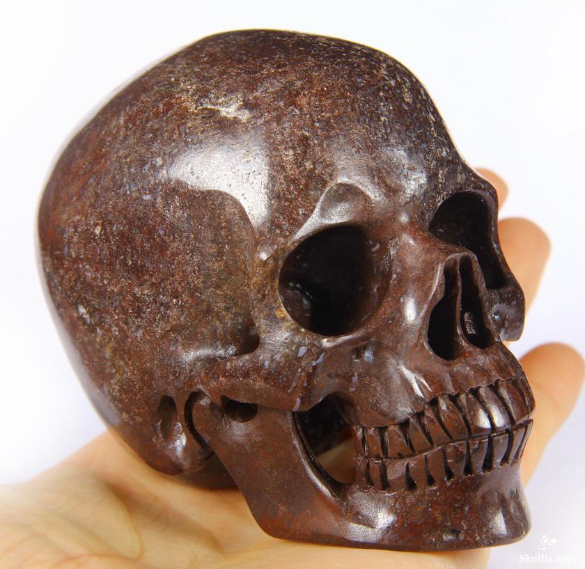 dinosaur fossil skull