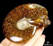 2.9" Ammonite Fossil Carved Crystal Skull