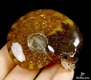 2.0" Ammonite Fossil Carved Crystal Skull