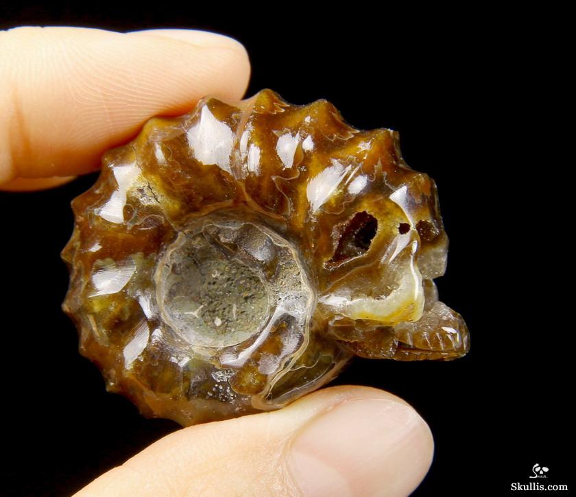 1.4" Ammonite Fossil Carved Crystal Skull 1.4" Ammonite Fossil Carved Crystal Skull
