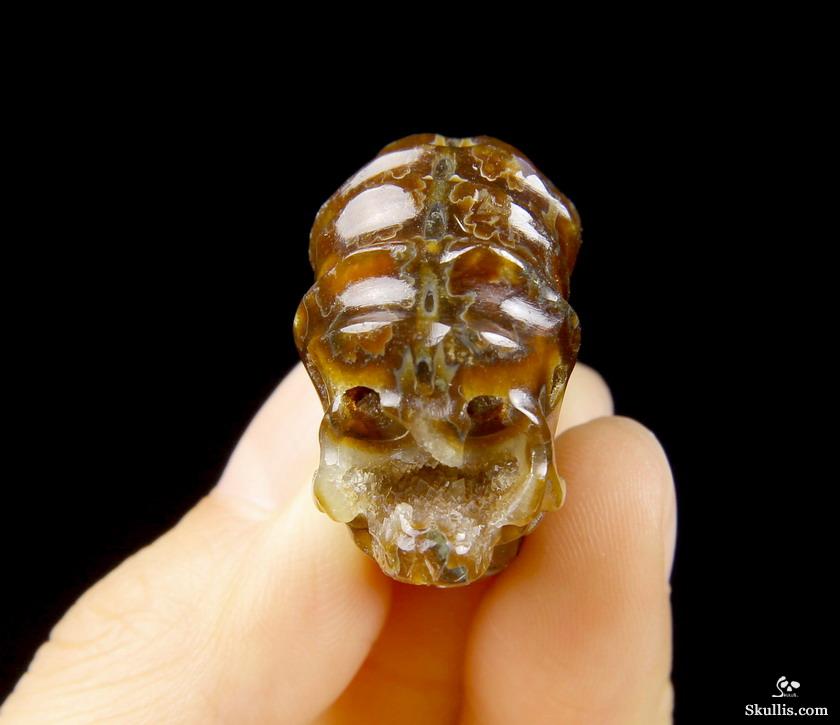 1.4" Ammonite Fossil Carved Crystal Skull 1.4" Ammonite Fossil Carved Crystal Skull