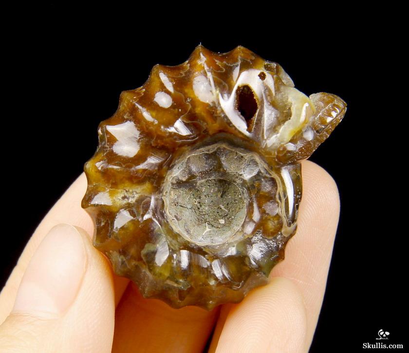 1.4" Ammonite Fossil Carved Crystal Skull 1.4" Ammonite Fossil Carved Crystal Skull