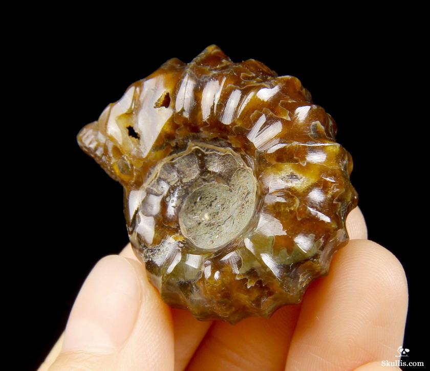 1.4" Ammonite Fossil Carved Crystal Skull 1.4" Ammonite Fossil Carved Crystal Skull