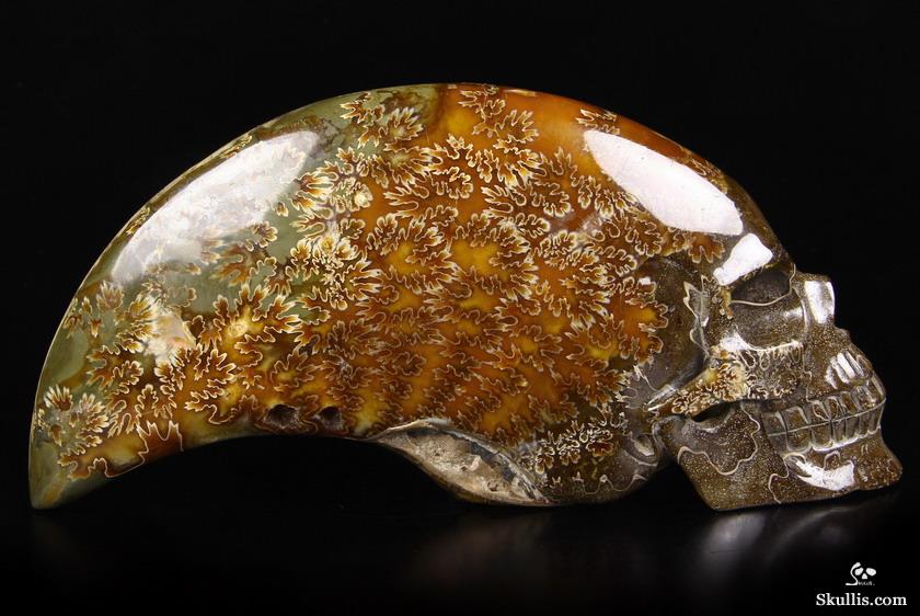 Huge 9.1" Ammonite Fossil Carved Crystal Skull Sculpture Huge 9.1" Ammonite Fossil Carved Crystal Skull Sculpture