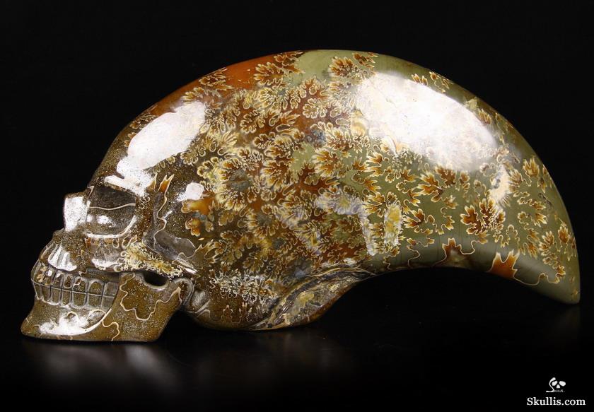 Huge 9.1" Ammonite Fossil Carved Crystal Skull Sculpture Huge 9.1" Ammonite Fossil Carved Crystal Skull Sculpture