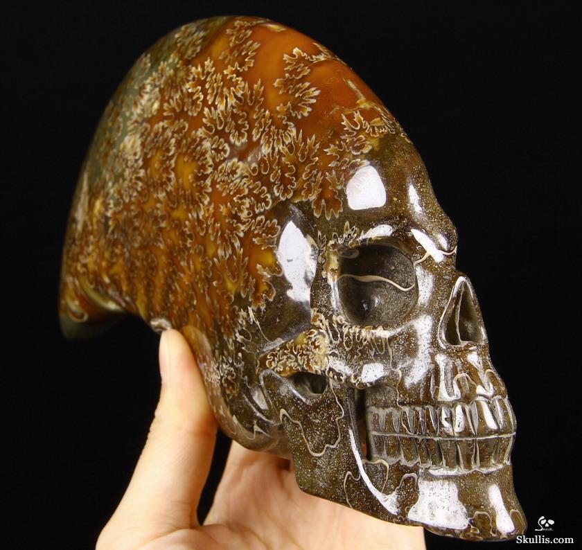 Huge 9.1" Ammonite Fossil Carved Crystal Skull Sculpture Huge 9.1" Ammonite Fossil Carved Crystal Skull Sculpture
