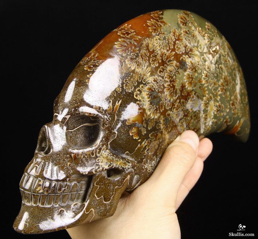 Huge 9.1" Ammonite Fossil Carved Crystal Skull Sculpture Huge 9.1" Ammonite Fossil Carved Crystal Skull Sculpture