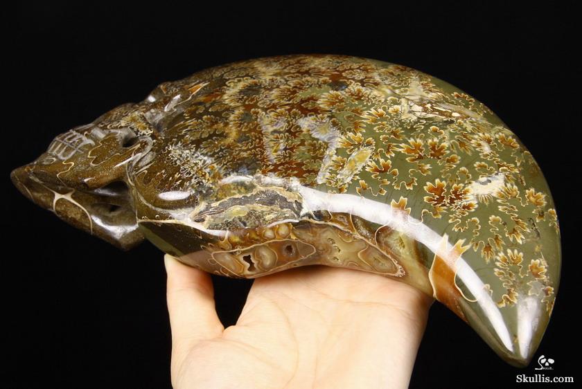 Huge 9.1" Ammonite Fossil Carved Crystal Skull Sculpture Huge 9.1" Ammonite Fossil Carved Crystal Skull Sculpture