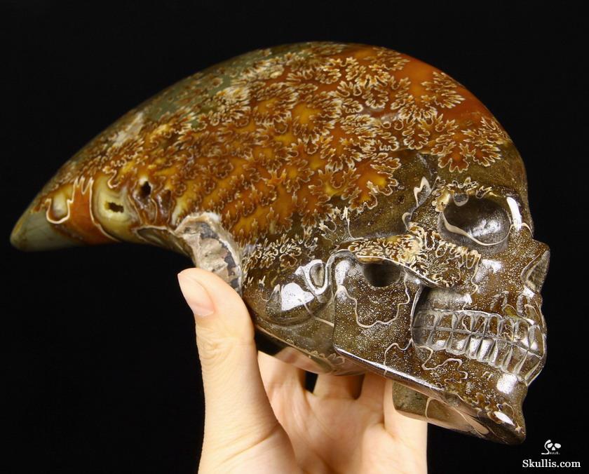 Huge 9.1" Ammonite Fossil Carved Crystal Skull Sculpture Huge 9.1" Ammonite Fossil Carved Crystal Skull Sculpture