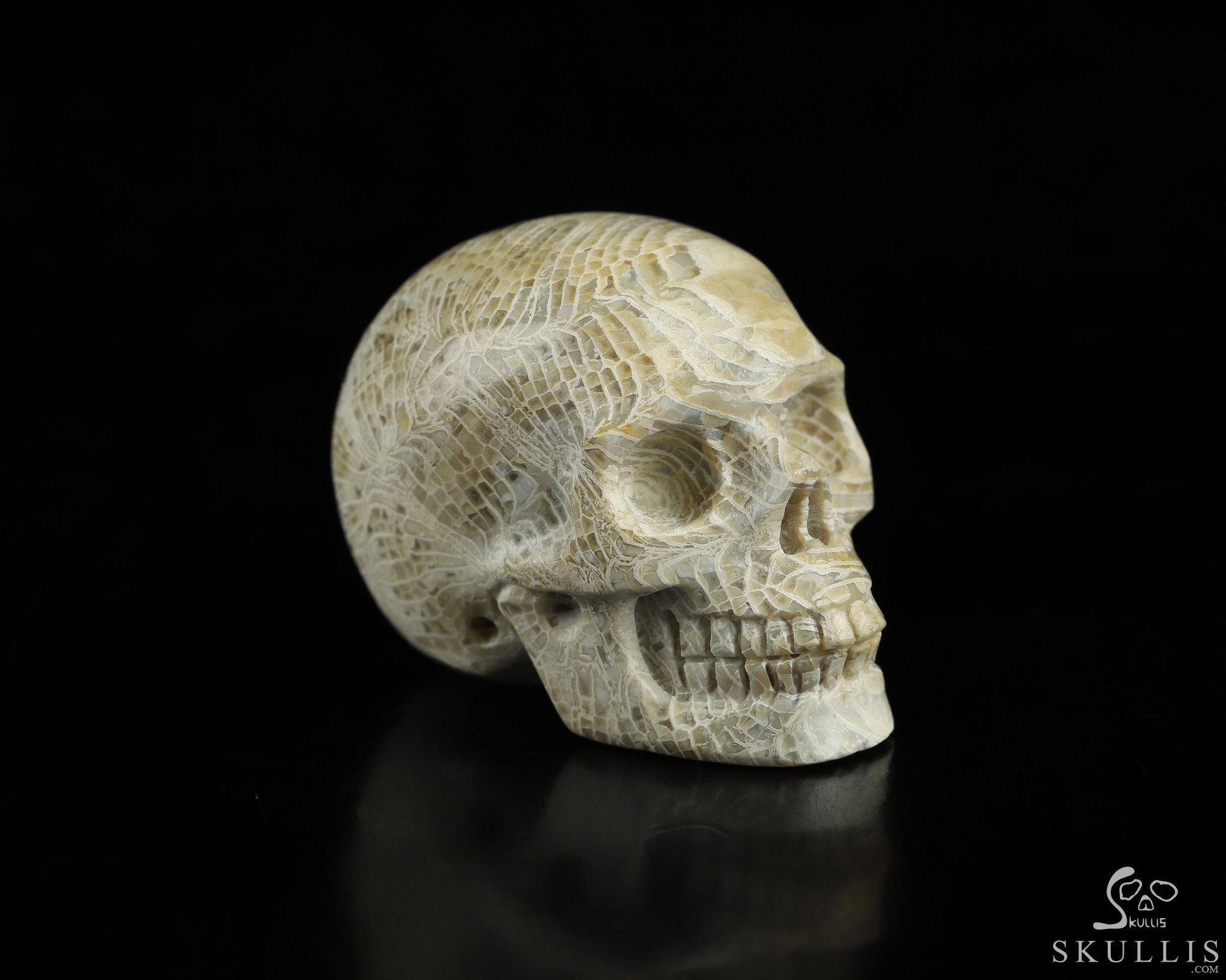 1.1" Coral Fossil Hand Carved Crystal Skull, Realistic, Crystal Healing 1.1" Coral Fossil Hand Carved Crystal Skull, Realistic, Crystal Healing