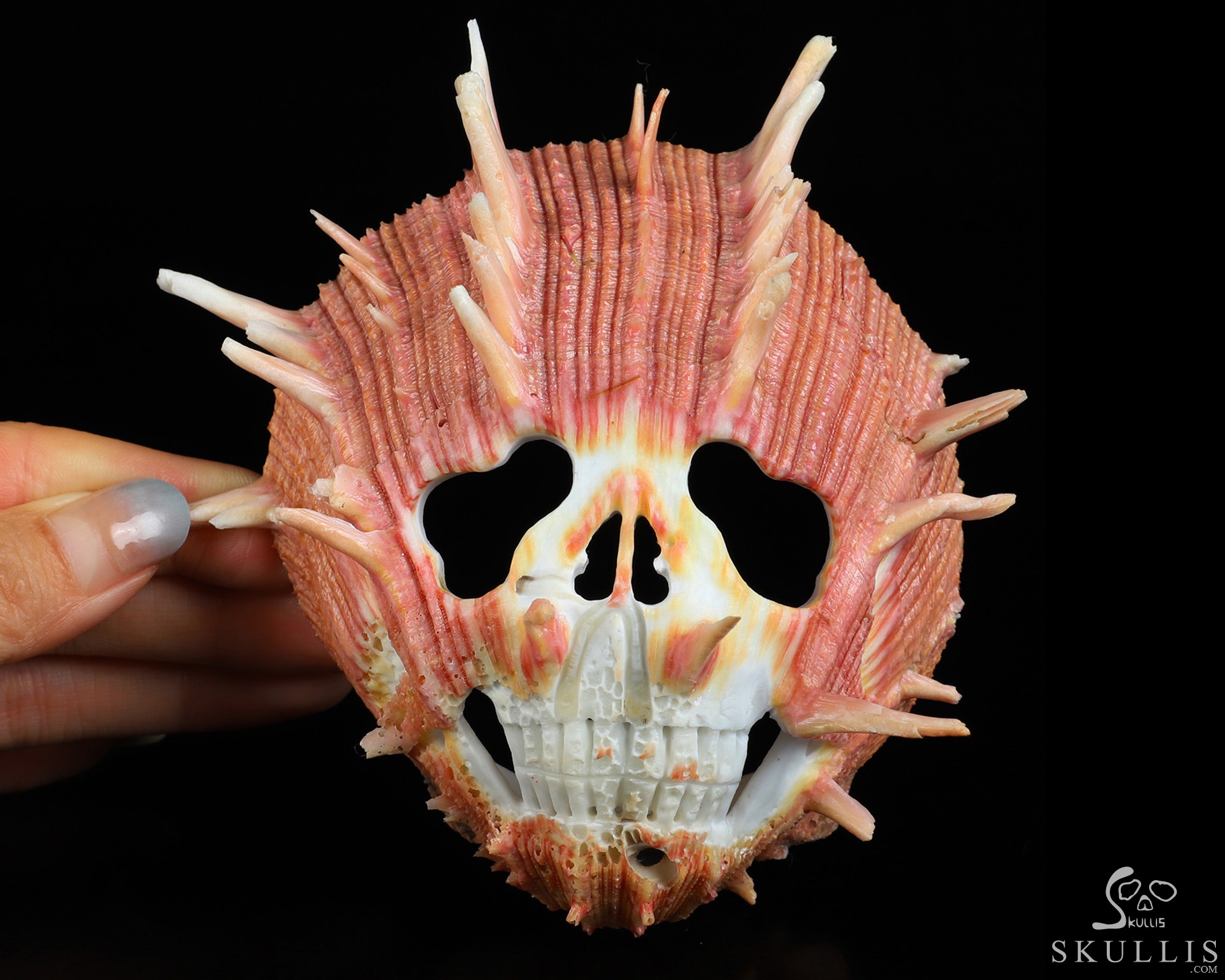 4.8" Smooth Spider Conch Hand Carved Crystal Skull Fine Art Sculpture, Crystal Healing 4.8" Smooth Spider Conch Hand Carved Crystal Skull Fine Art Sculpture, Crystal Healing