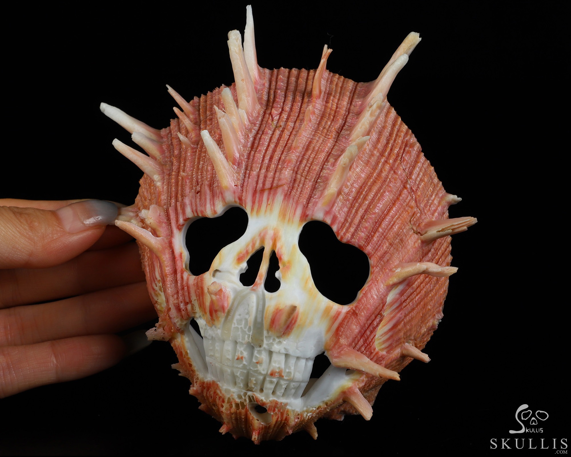 4.8" Smooth Spider Conch Hand Carved Crystal Skull Fine Art Sculpture, Crystal Healing 4.8" Smooth Spider Conch Hand Carved Crystal Skull Fine Art Sculpture, Crystal Healing