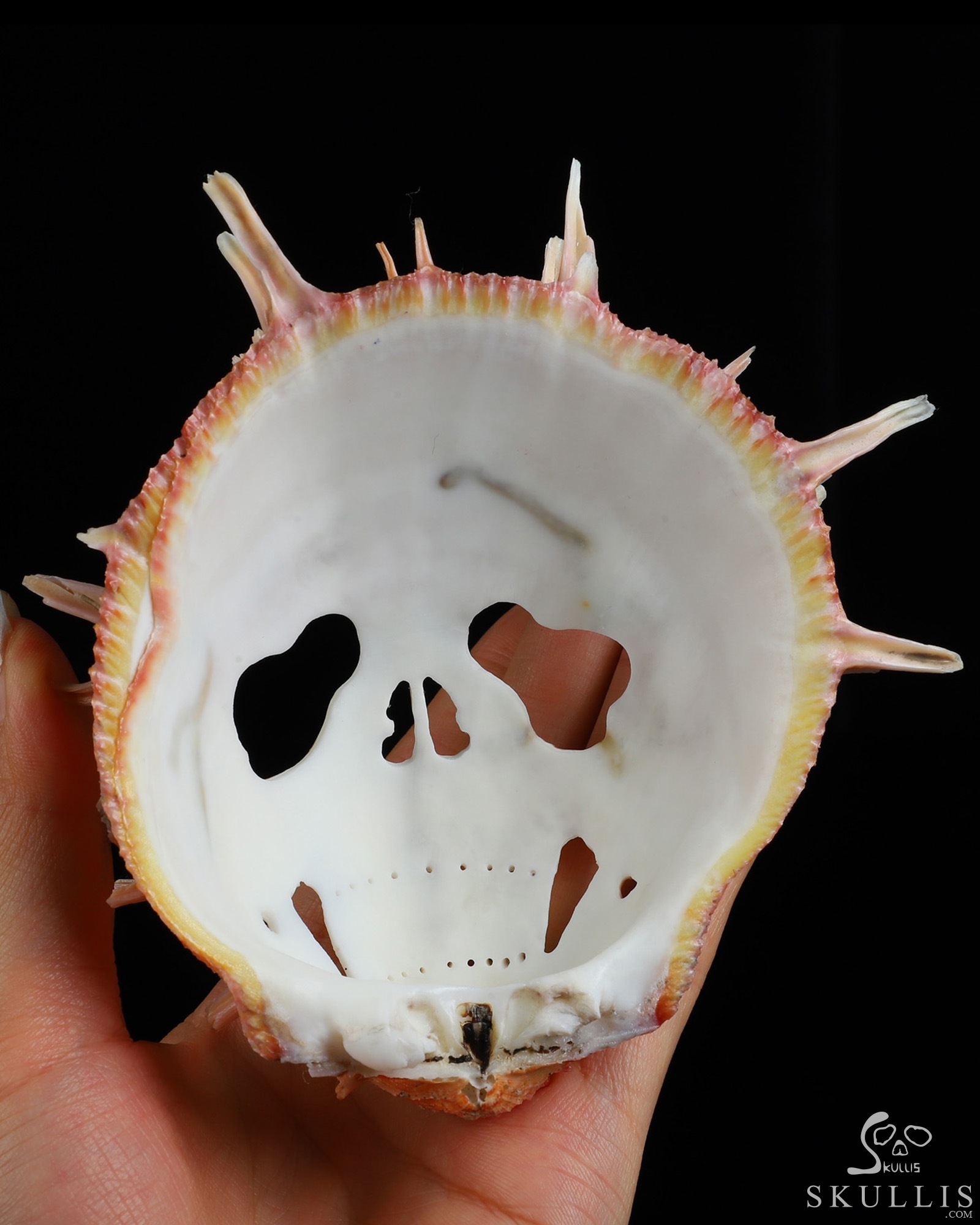 4.8" Smooth Spider Conch Hand Carved Crystal Skull Fine Art Sculpture, Crystal Healing 4.8" Smooth Spider Conch Hand Carved Crystal Skull Fine Art Sculpture, Crystal Healing