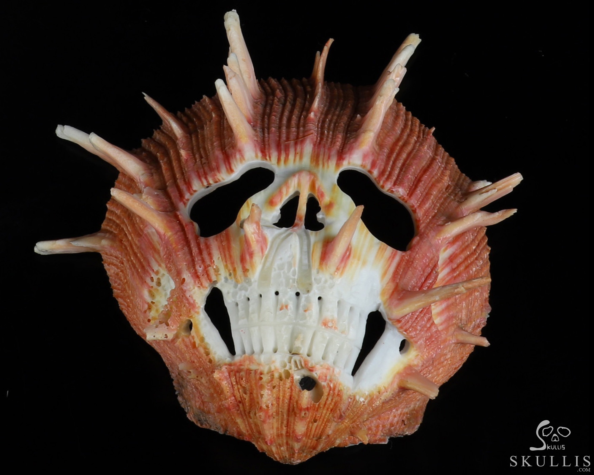 4.8" Smooth Spider Conch Hand Carved Crystal Skull Fine Art Sculpture, Crystal Healing 4.8" Smooth Spider Conch Hand Carved Crystal Skull Fine Art Sculpture, Crystal Healing