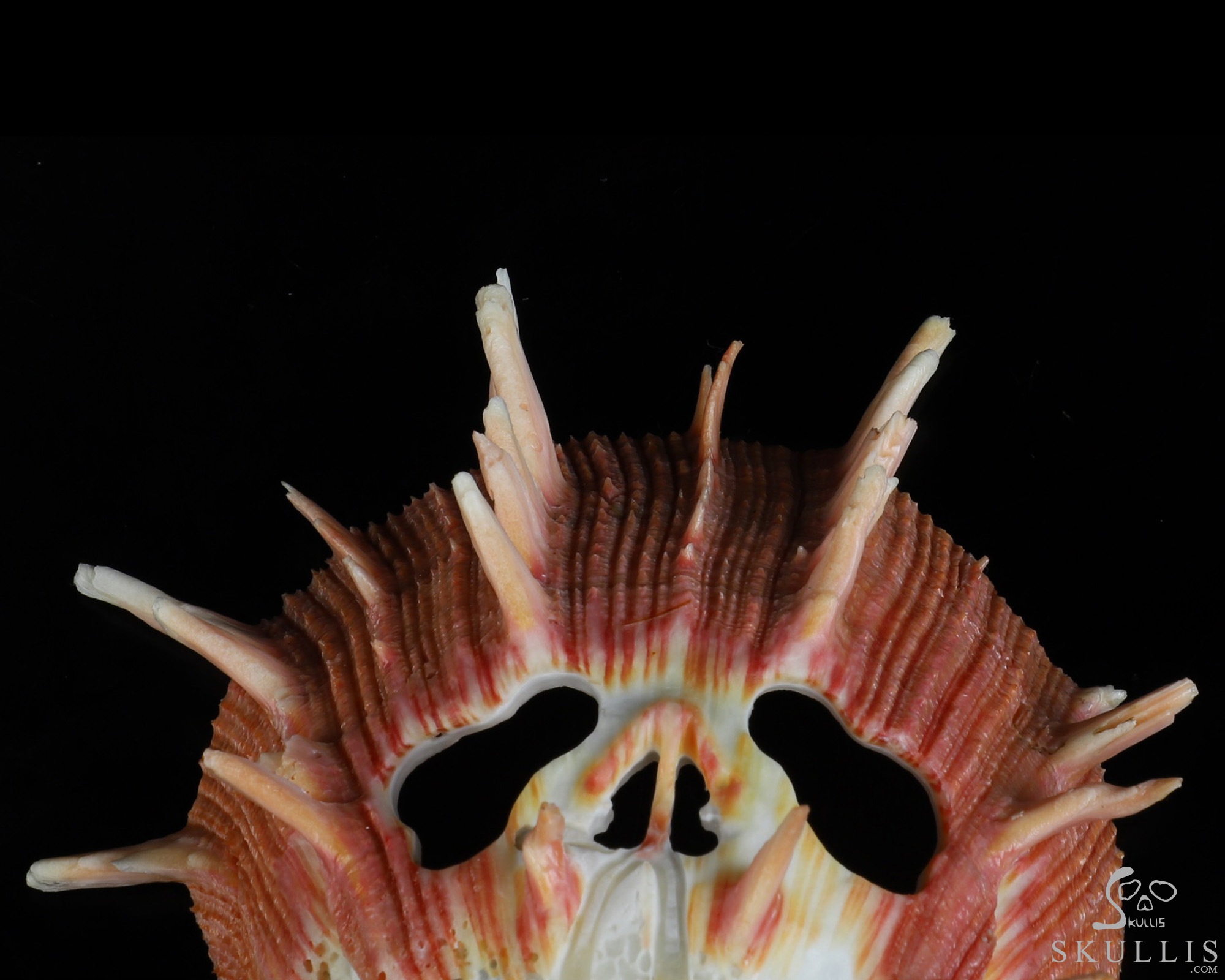 4.8" Smooth Spider Conch Hand Carved Crystal Skull Fine Art Sculpture, Crystal Healing 4.8" Smooth Spider Conch Hand Carved Crystal Skull Fine Art Sculpture, Crystal Healing