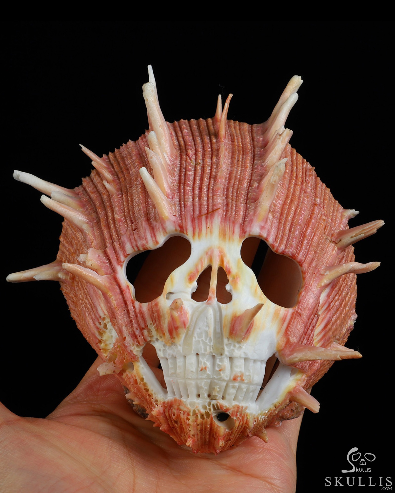 4.8" Smooth Spider Conch Hand Carved Crystal Skull Fine Art Sculpture, Crystal Healing 4.8" Smooth Spider Conch Hand Carved Crystal Skull Fine Art Sculpture, Crystal Healing