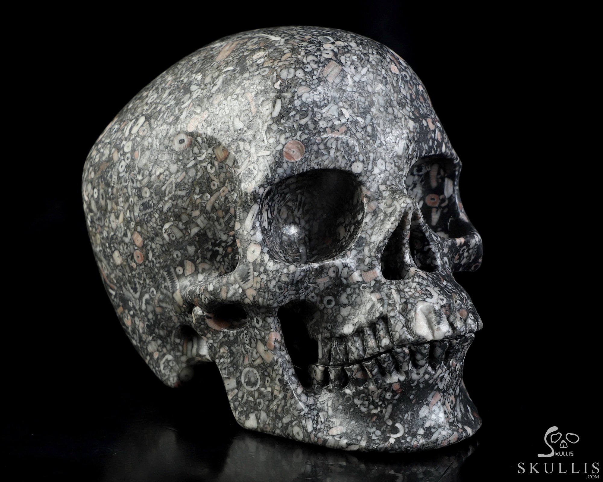 5.0" Crinoid Fossil Hand Carved Crystal Skull, Super Realistic, Crystal Healing 5.0" Crinoid Fossil Hand Carved Crystal Skull, Super Realistic, Crystal Healing