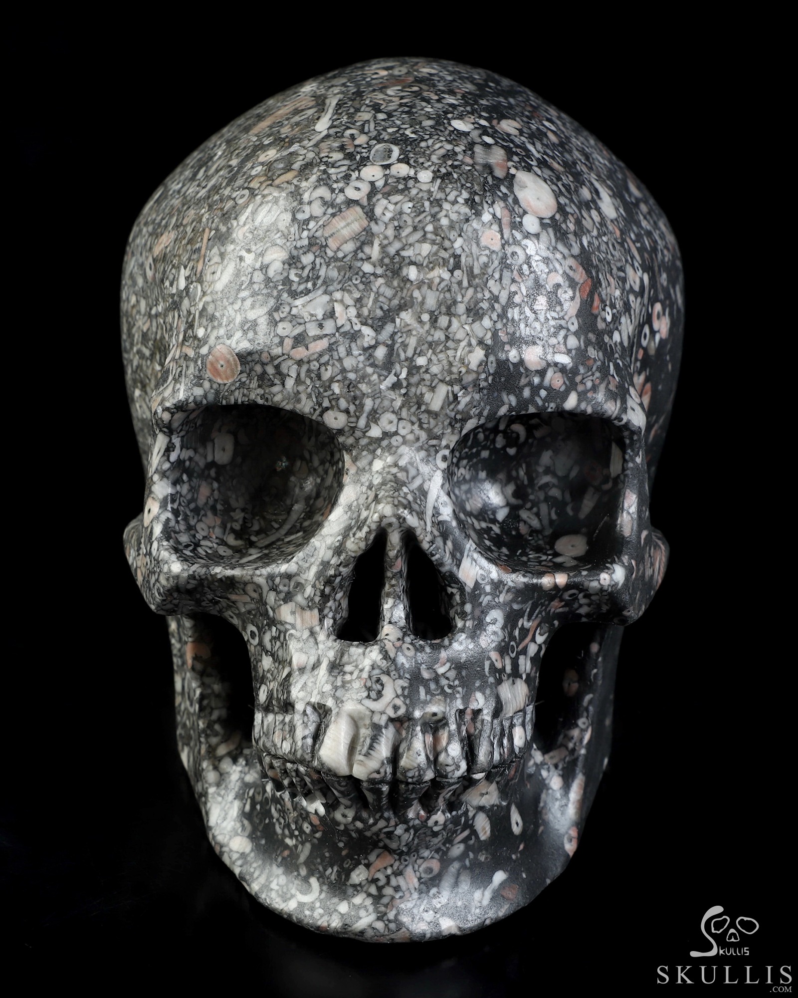 5.0" Crinoid Fossil Hand Carved Crystal Skull, Super Realistic, Crystal Healing 5.0" Crinoid Fossil Hand Carved Crystal Skull, Super Realistic, Crystal Healing