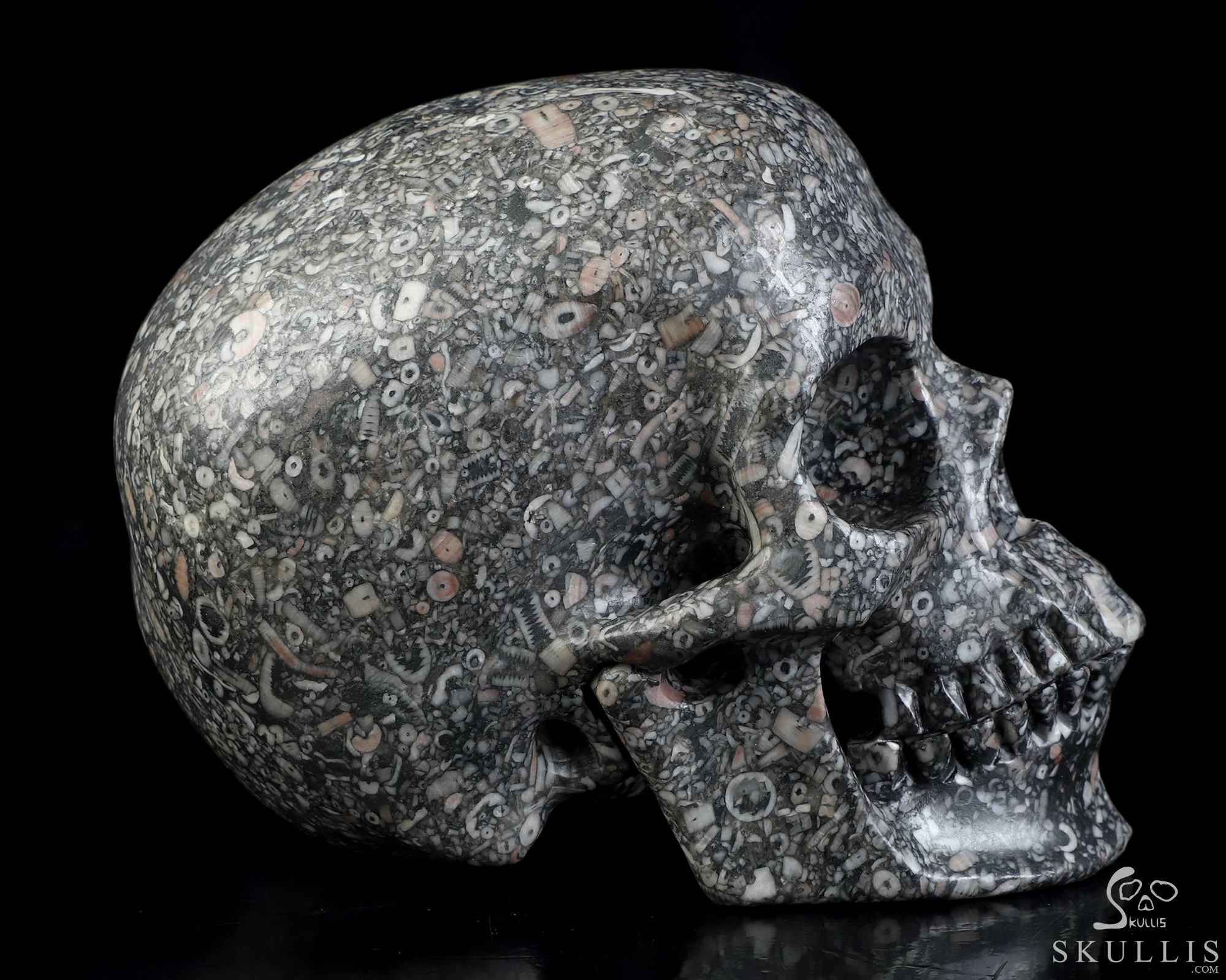 5.0" Crinoid Fossil Hand Carved Crystal Skull, Super Realistic, Crystal Healing 5.0" Crinoid Fossil Hand Carved Crystal Skull, Super Realistic, Crystal Healing