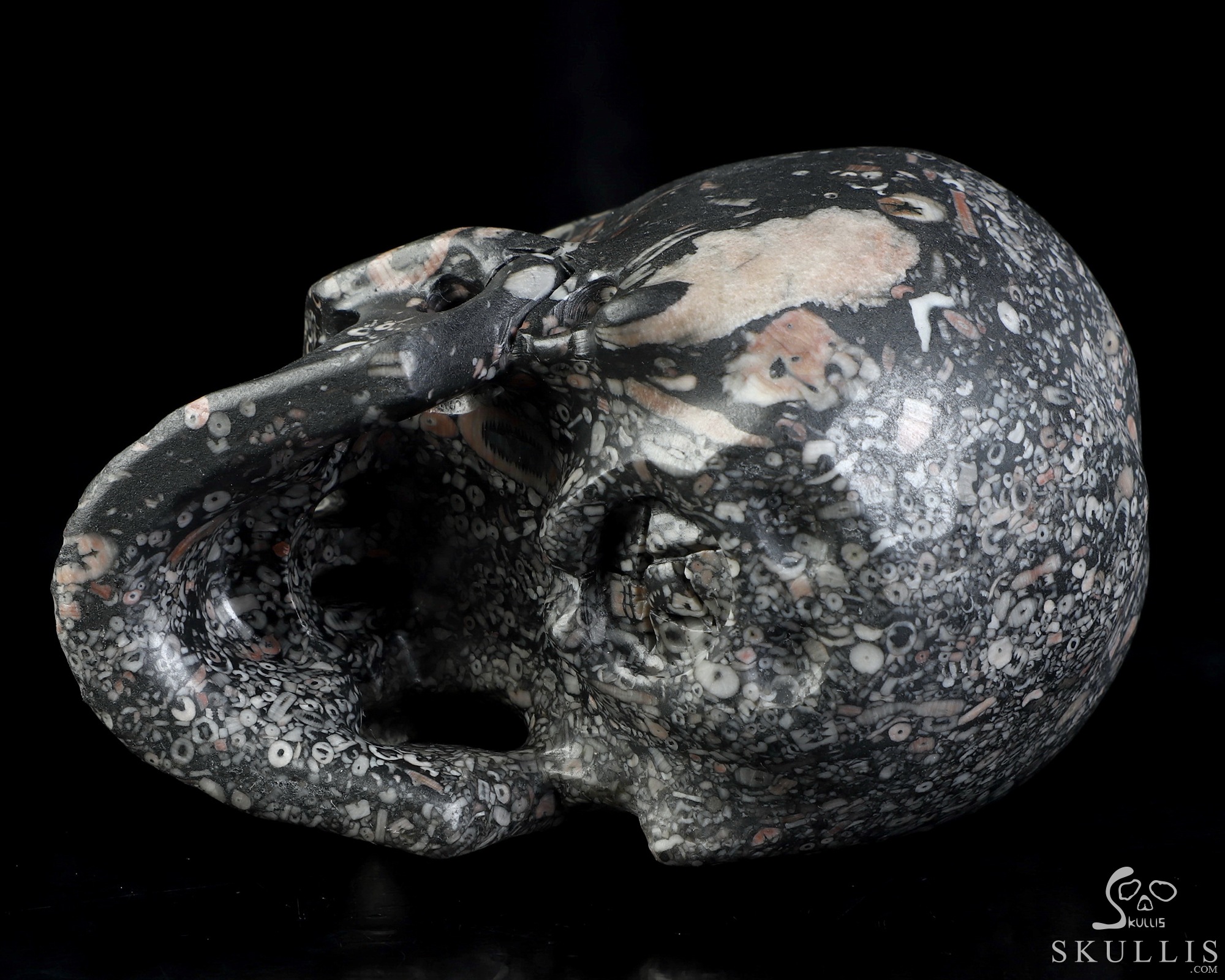 5.0" Crinoid Fossil Hand Carved Crystal Skull, Super Realistic, Crystal Healing 5.0" Crinoid Fossil Hand Carved Crystal Skull, Super Realistic, Crystal Healing