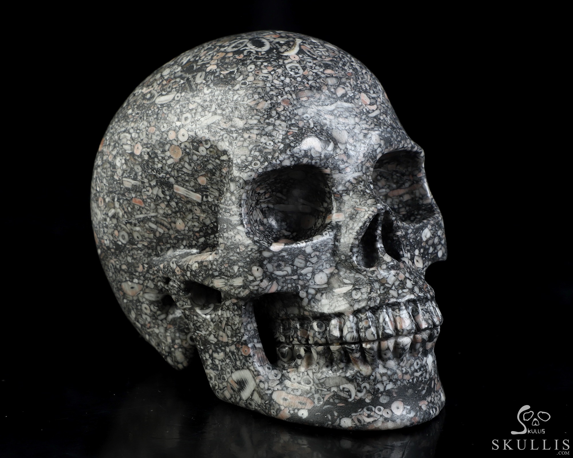 4.9" Crinoid Fossil Hand Carved Crystal Skull, Realistic, Crystal Healing 4.9" Crinoid Fossil Hand Carved Crystal Skull, Realistic, Crystal Healing