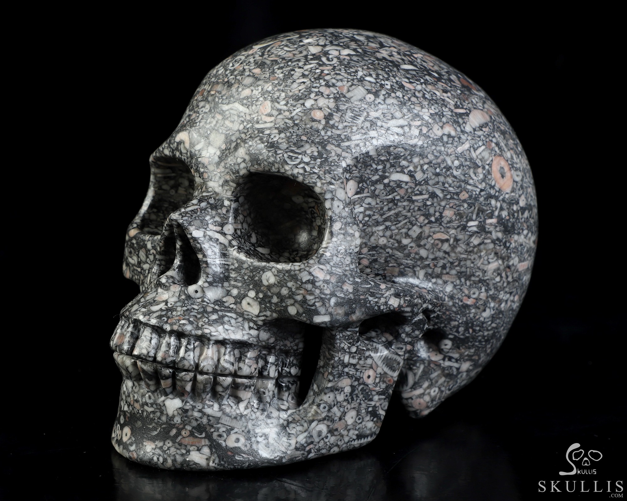 4.9" Crinoid Fossil Hand Carved Crystal Skull, Realistic, Crystal Healing 4.9" Crinoid Fossil Hand Carved Crystal Skull, Realistic, Crystal Healing