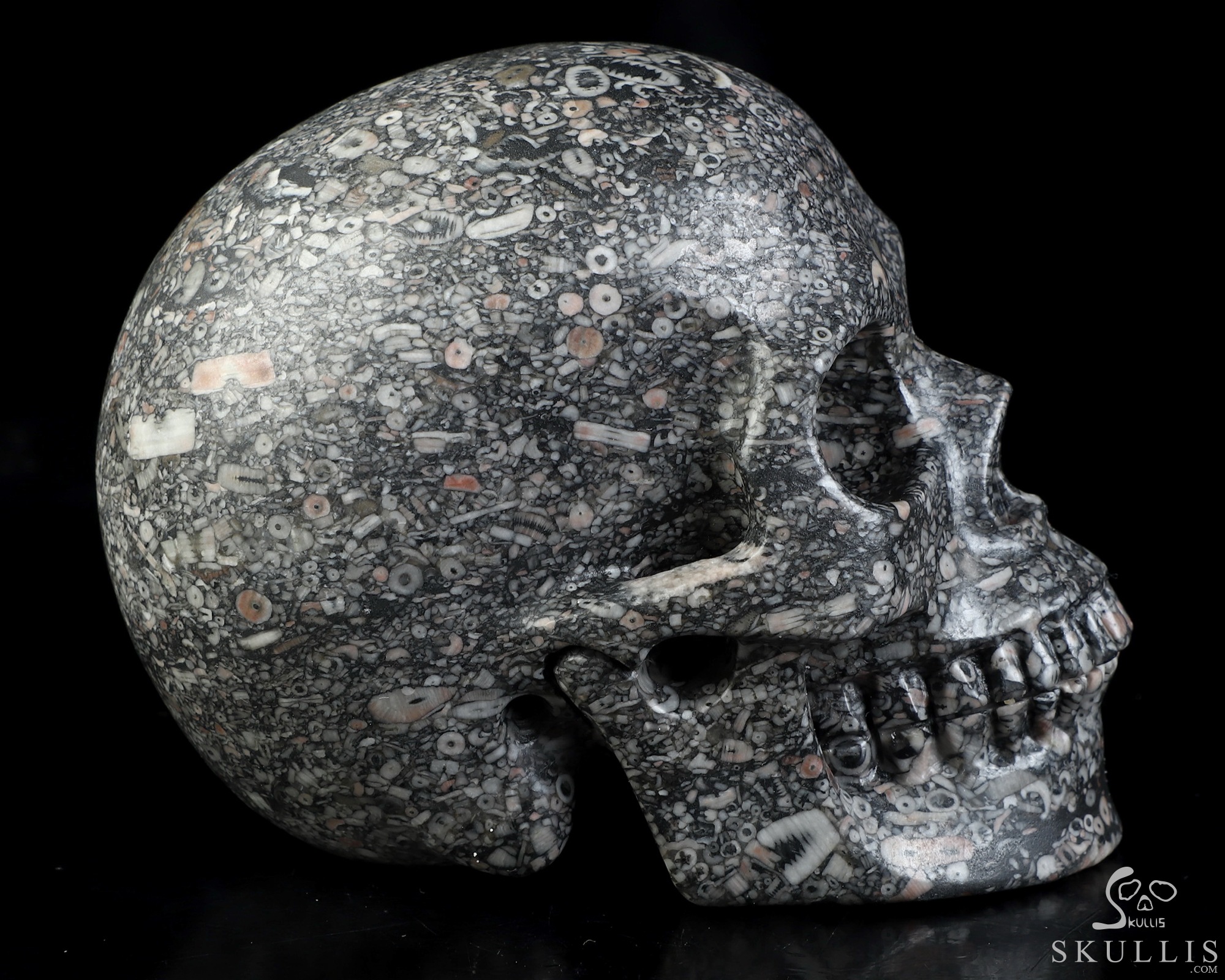 4.9" Crinoid Fossil Hand Carved Crystal Skull, Realistic, Crystal Healing 4.9" Crinoid Fossil Hand Carved Crystal Skull, Realistic, Crystal Healing