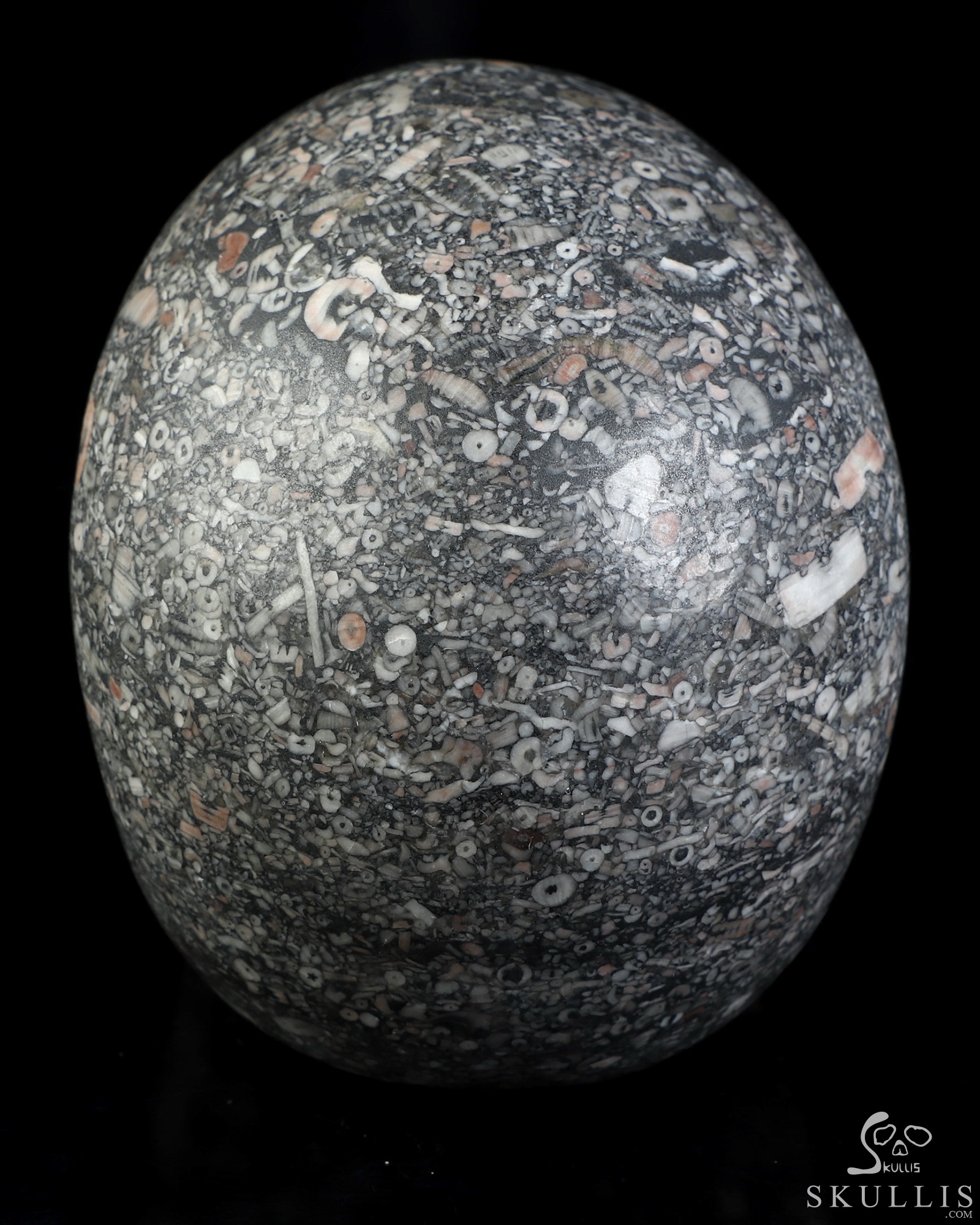 4.9" Crinoid Fossil Hand Carved Crystal Skull, Realistic, Crystal Healing 4.9" Crinoid Fossil Hand Carved Crystal Skull, Realistic, Crystal Healing