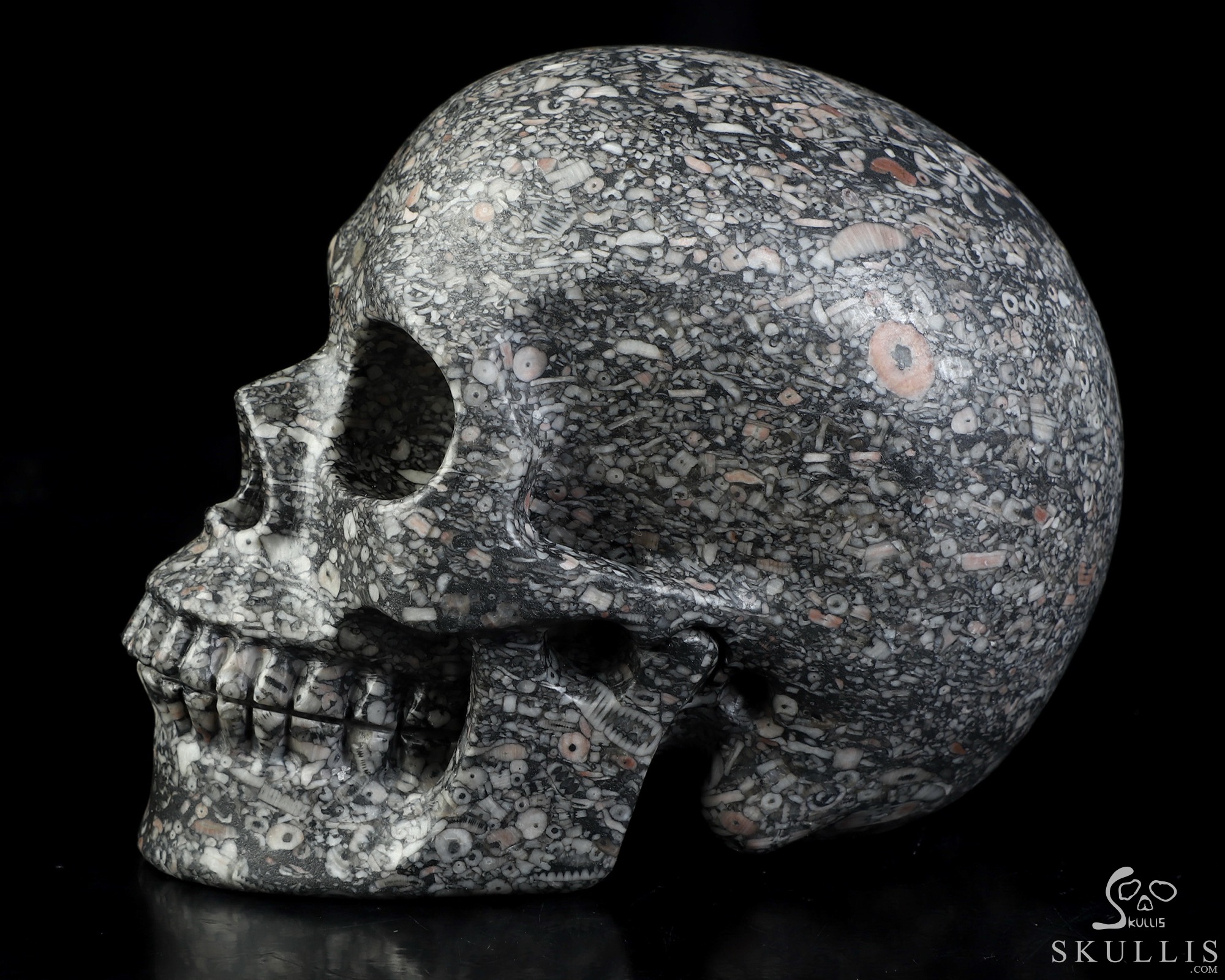 4.9" Crinoid Fossil Hand Carved Crystal Skull, Realistic, Crystal Healing 4.9" Crinoid Fossil Hand Carved Crystal Skull, Realistic, Crystal Healing