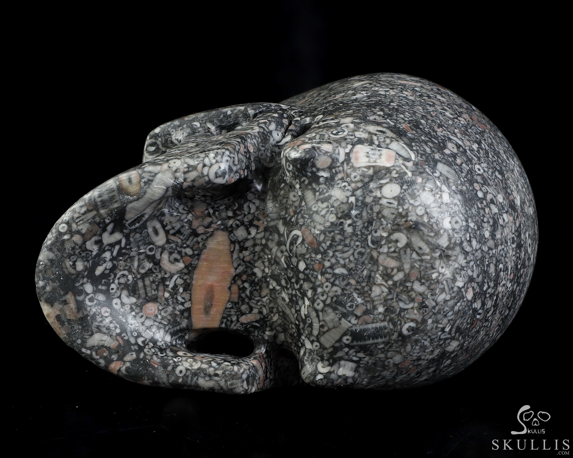 4.9" Crinoid Fossil Hand Carved Crystal Skull, Realistic, Crystal Healing 4.9" Crinoid Fossil Hand Carved Crystal Skull, Realistic, Crystal Healing