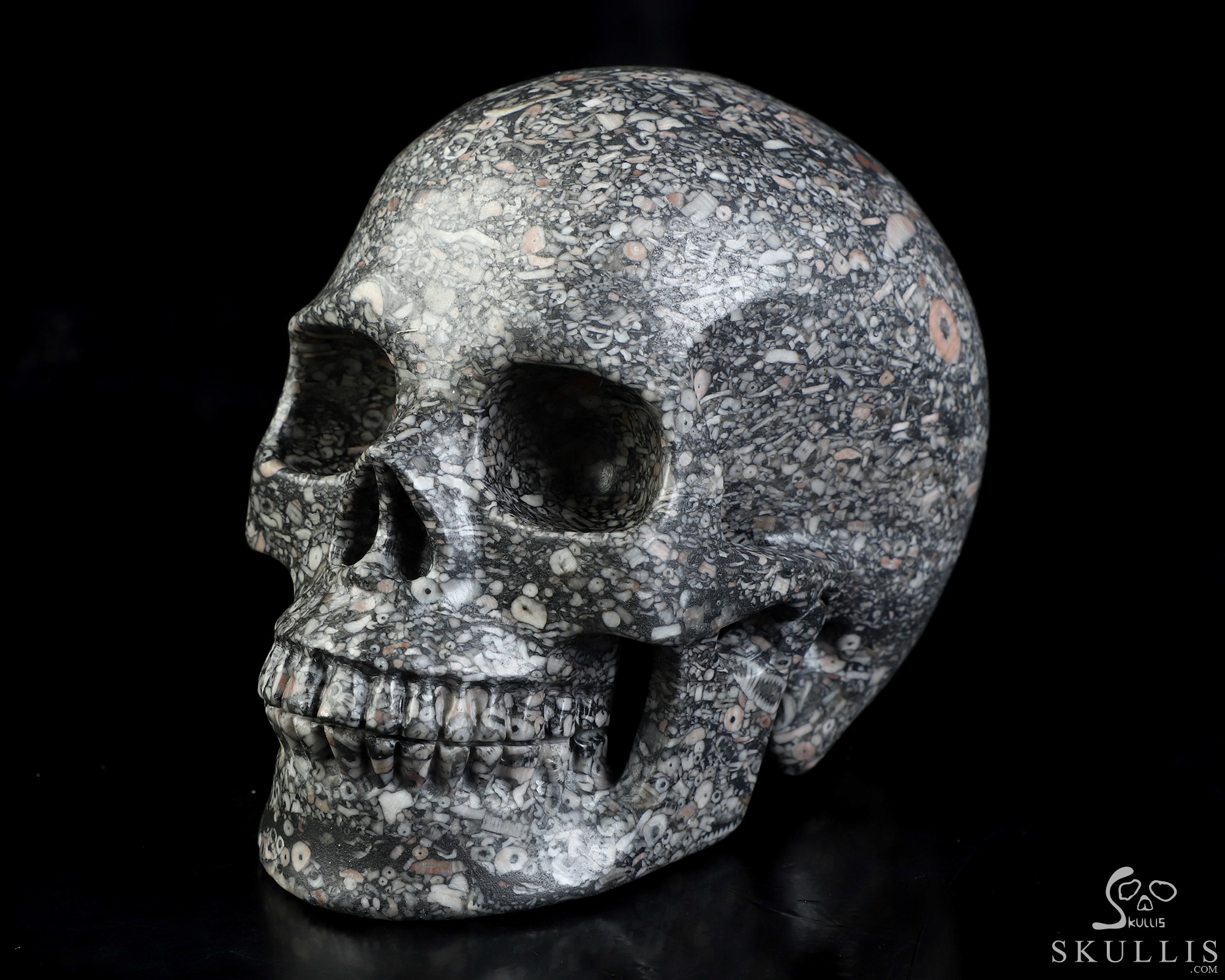 4.9" Crinoid Fossil Hand Carved Crystal Skull, Realistic, Crystal Healing 4.9" Crinoid Fossil Hand Carved Crystal Skull, Realistic, Crystal Healing