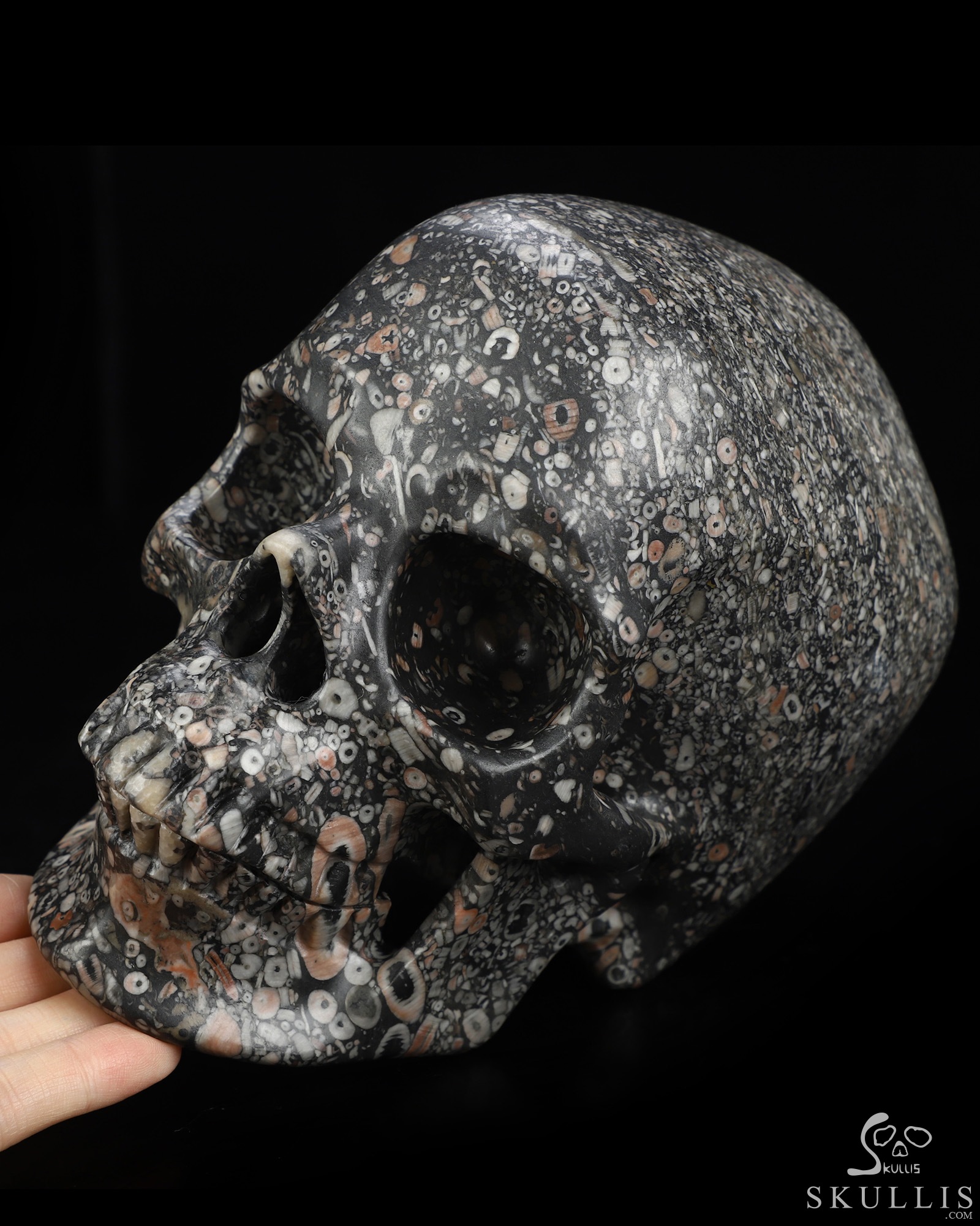 Lifesized 6.9" Crinoid Fossil Hand Carved Crystal Skull, Super Realistic, Crystal Healing Lifesized 6.9" Crinoid Fossil Hand Carved Crystal Skull, Super Realistic, Crystal Healing