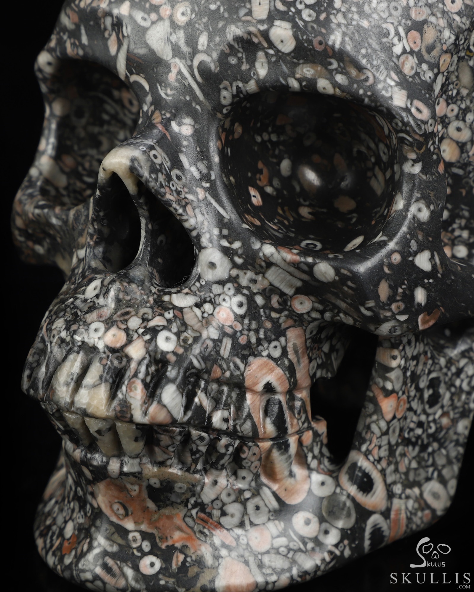 Lifesized 6.9" Crinoid Fossil Hand Carved Crystal Skull, Super Realistic, Crystal Healing Lifesized 6.9" Crinoid Fossil Hand Carved Crystal Skull, Super Realistic, Crystal Healing