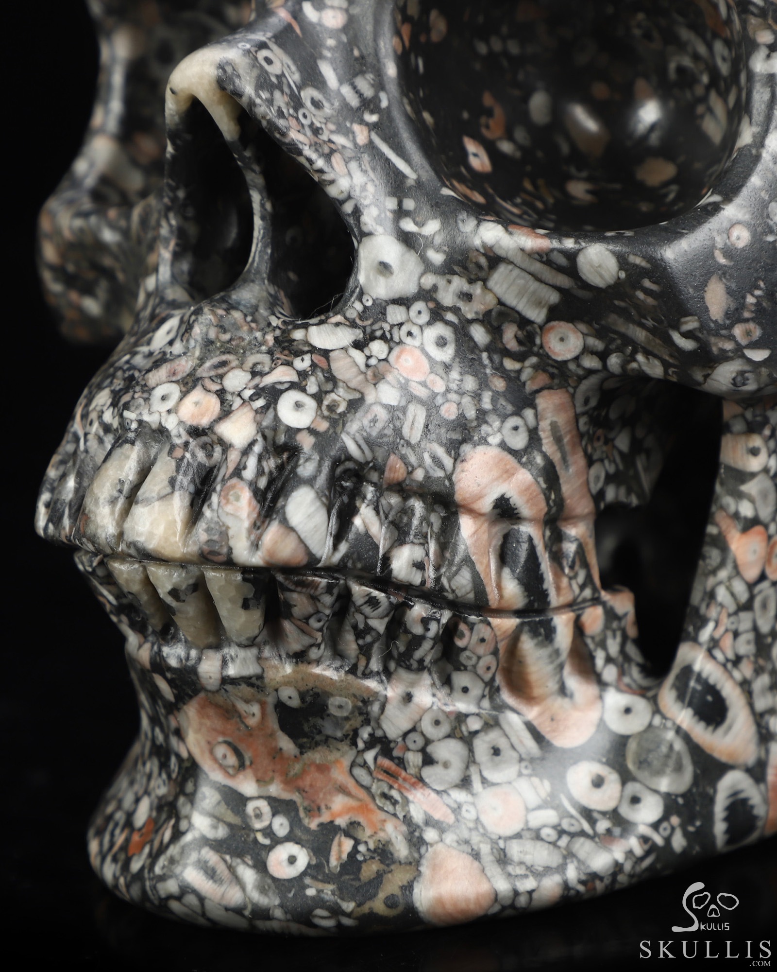 Lifesized 6.9" Crinoid Fossil Hand Carved Crystal Skull, Super Realistic, Crystal Healing Lifesized 6.9" Crinoid Fossil Hand Carved Crystal Skull, Super Realistic, Crystal Healing