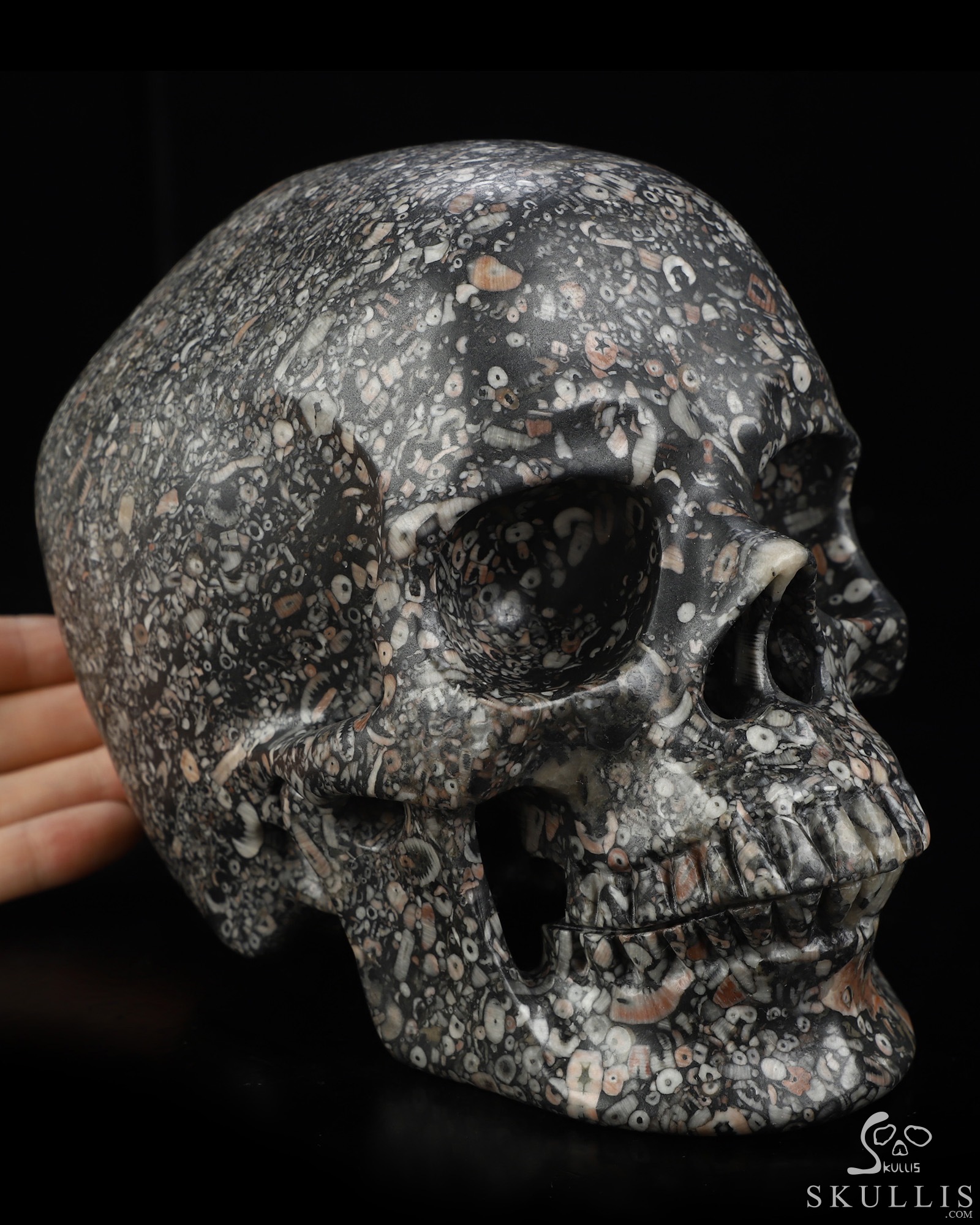 Lifesized 6.9" Crinoid Fossil Hand Carved Crystal Skull, Super Realistic, Crystal Healing Lifesized 6.9" Crinoid Fossil Hand Carved Crystal Skull, Super Realistic, Crystal Healing