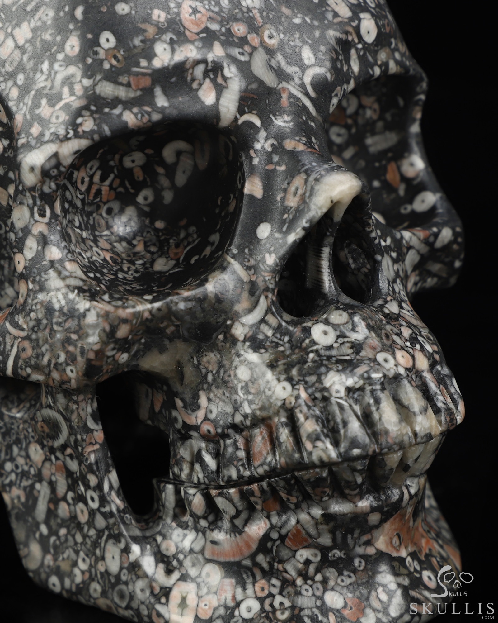 Lifesized 6.9" Crinoid Fossil Hand Carved Crystal Skull, Super Realistic, Crystal Healing Lifesized 6.9" Crinoid Fossil Hand Carved Crystal Skull, Super Realistic, Crystal Healing