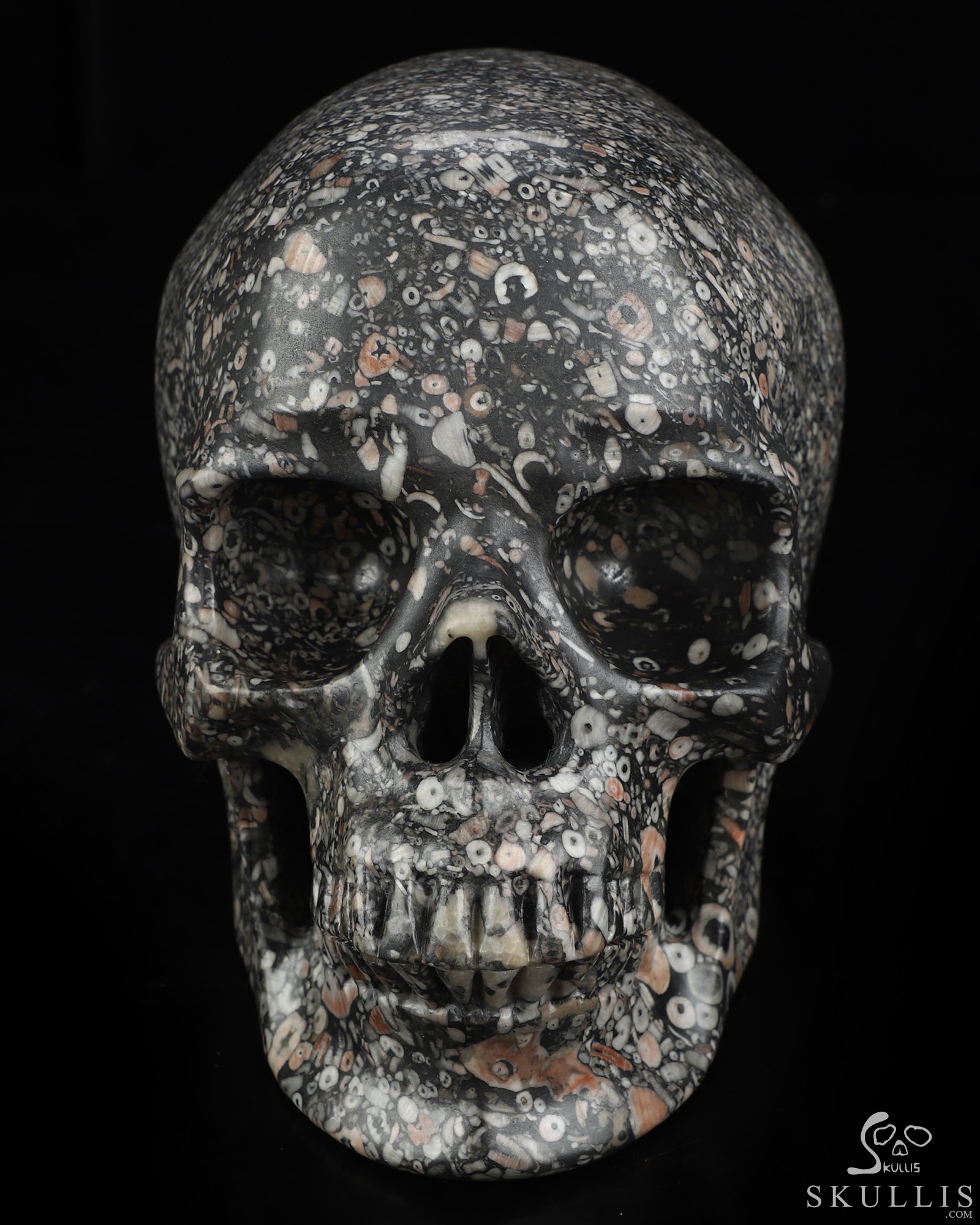 Lifesized 6.9" Crinoid Fossil Hand Carved Crystal Skull, Super Realistic, Crystal Healing Lifesized 6.9" Crinoid Fossil Hand Carved Crystal Skull, Super Realistic, Crystal Healing